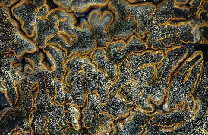 un rarissime cyphelloïde (Campylomyces heimii)